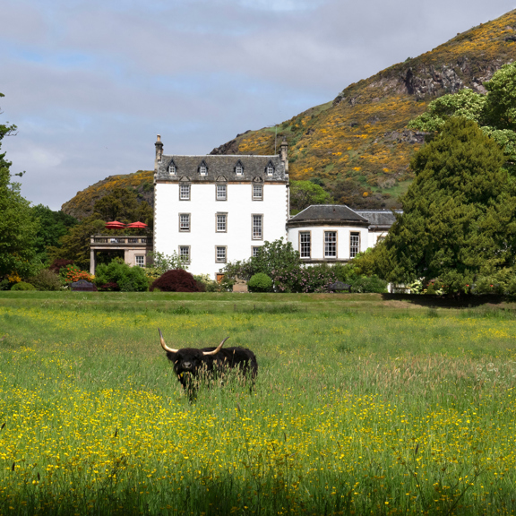 Highland cow in meadow